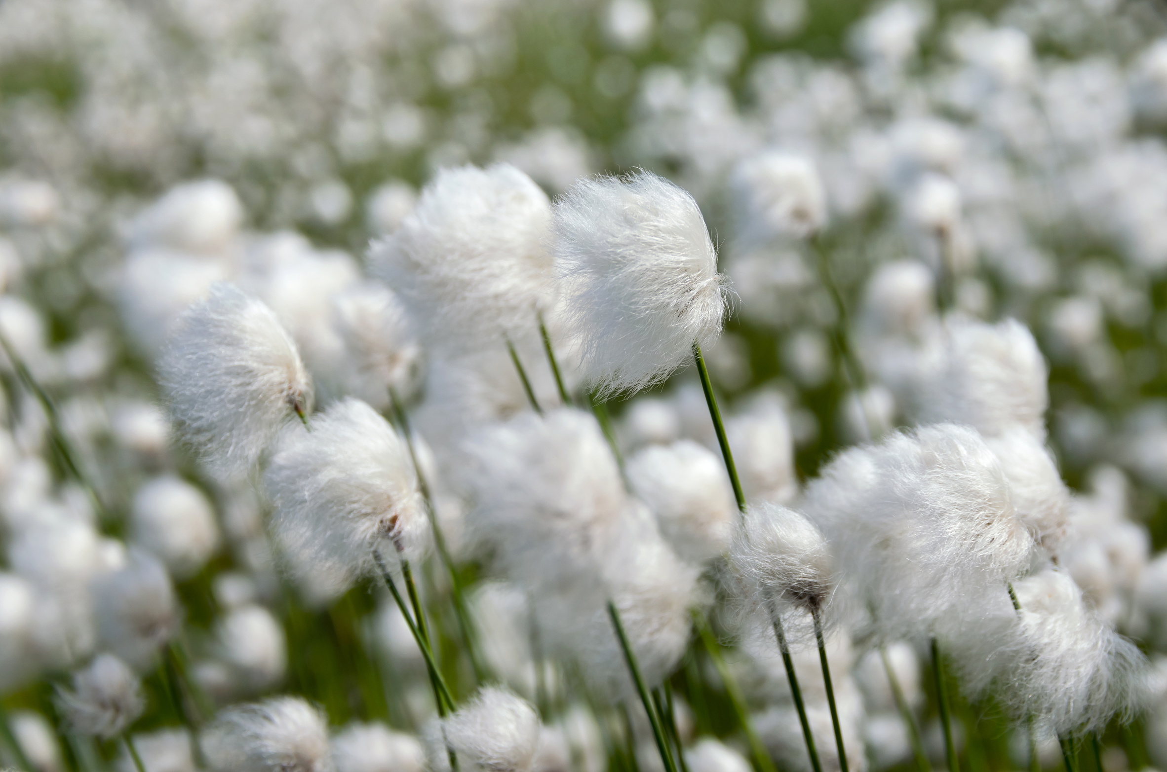 Cotton Grass. Windy weather.
